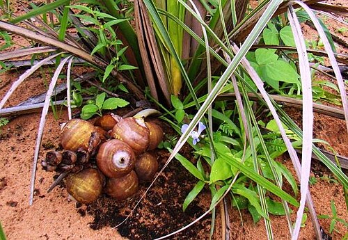 Large-fruited yagua palm: Attalea eichleri with fruits in Grajaú, Maranhão, Brazil