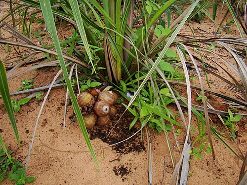 Large-fruited yagua palm: Attalea eichleri in Grajau, Maranhão, Brazil