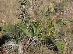 Indai palm (Attalea exigua)