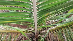 Indai palm (Attalea exigua)