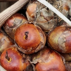 Indai palm (Attalea exigua)