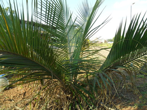Indai palm (Attalea exigua)