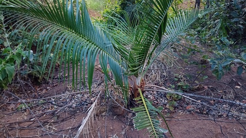 Indai palm (Attalea exigua)