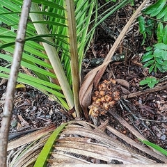 Indai palm (Attalea exigua)