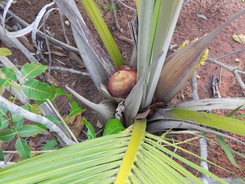 Indai palm (Attalea exigua)
