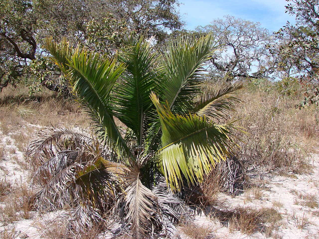 Indai palm: Attalea geraensis - ARECACEAE Parque Nacional do Grande Sertão Veredas - Chapada Gaúcha - Minas Gerais - Brasil.