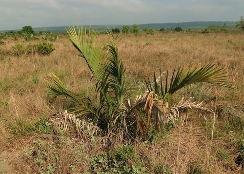 Indai palm (Attalea exigua)