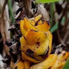 Indai palm (Attalea exigua)