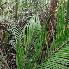 Indai palm (Attalea exigua)