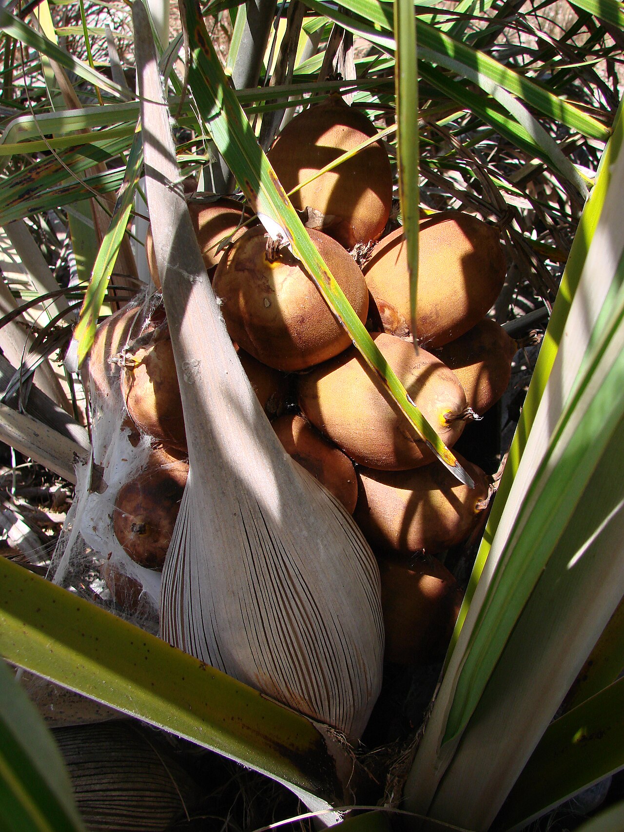 Indai palm: Attalea geraensis - ARECACEAE Parque Nacional do Grande Sertão Veredas - Chapada Gaúcha - Minas Gerais - Brasil.
