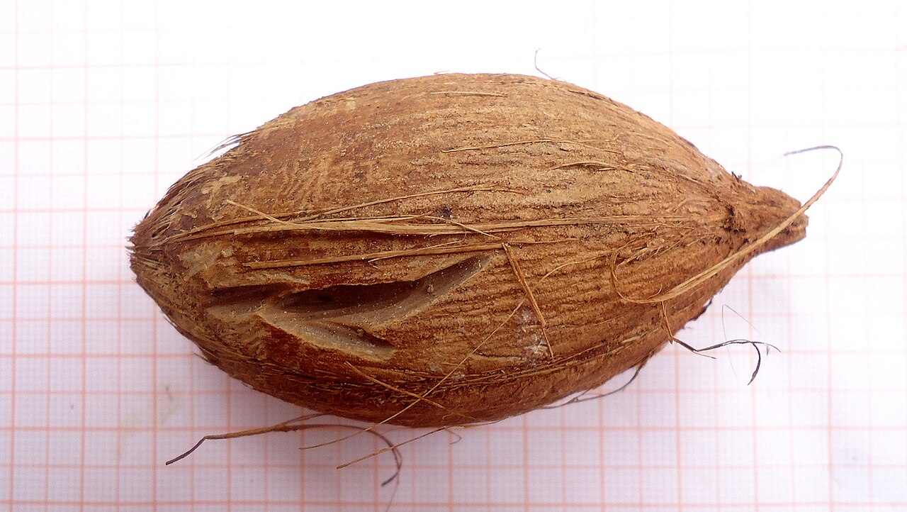 Bahia piassaba palm: Attalea funifera Mart. ex Spreng.