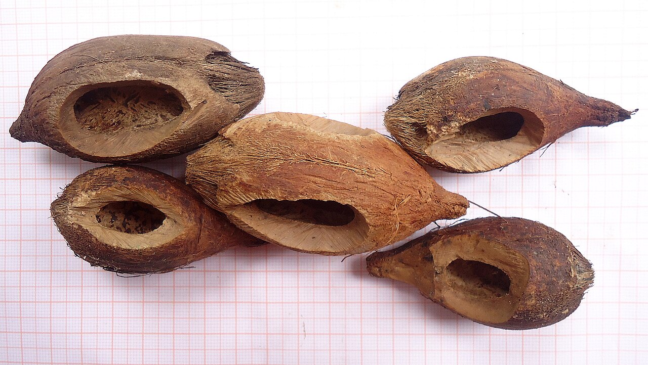 Bahia piassaba palm: Attalea funifera Mart. ex Spreng.