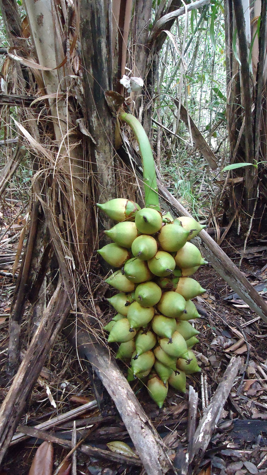 Bahia piassaba palm: Attalea funifera Mart. ex Spreng.