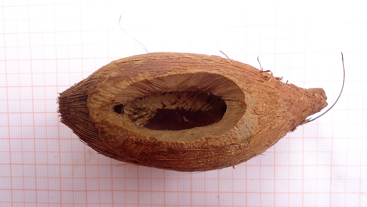 Bahia piassaba palm: Attalea funifera Mart. ex Spreng.