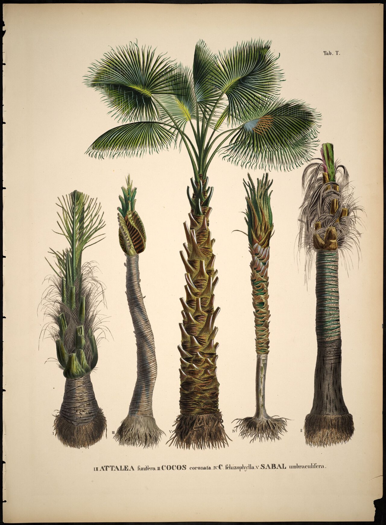 Bahia piassaba palm: bibliodyssey.blogspot.com/2009/07/historia-naturalis-palm... I & II Attalea funifera III Cocos coronata = Syagrus coronata (Mart.) Becc. (1916) IV Cocos fehizop