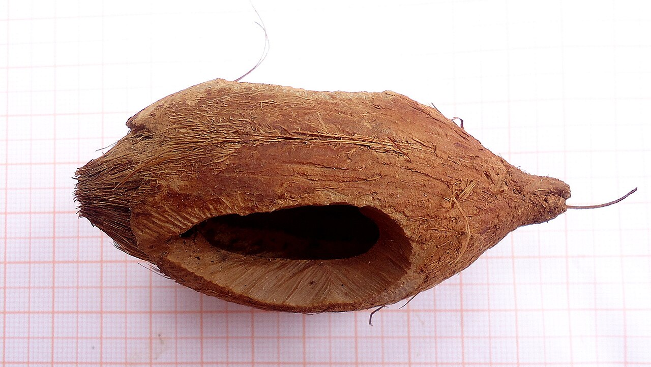 Bahia piassaba palm: Attalea funifera Mart. ex Spreng.