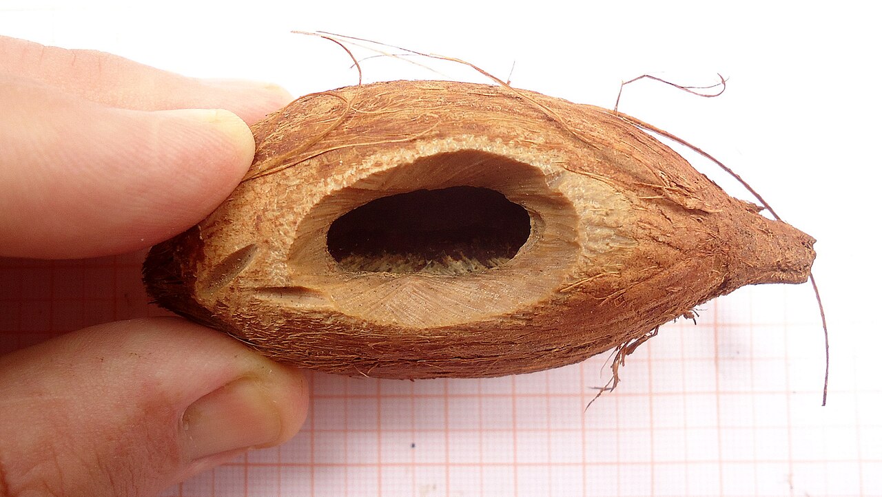Bahia piassaba palm: Seed cut out by cutia, Dasyprocta leporina, at night roaming around my house and resembling a rabbit (cf. its specific name, leporina), also found here. Seen fa