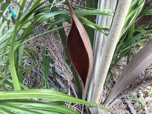 Attalea humilis (Attalea humilis)