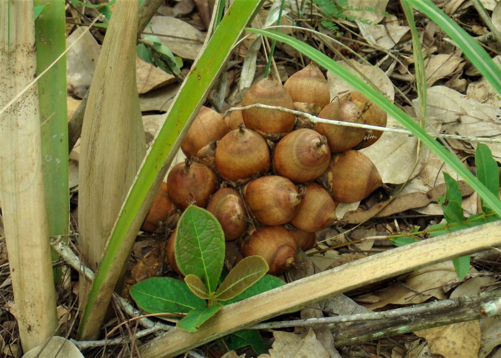 Attalea humilis (Attalea humilis)