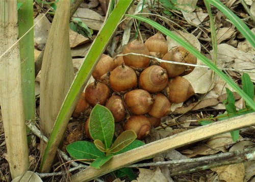 Attalea humilis (Attalea humilis)