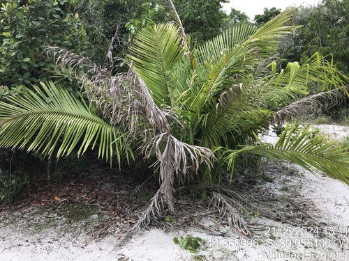 Attalea humilis (Attalea humilis)