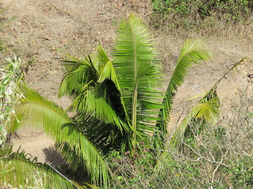 Attalea humilis (Attalea humilis)
