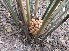 Attalea humilis (Attalea humilis)