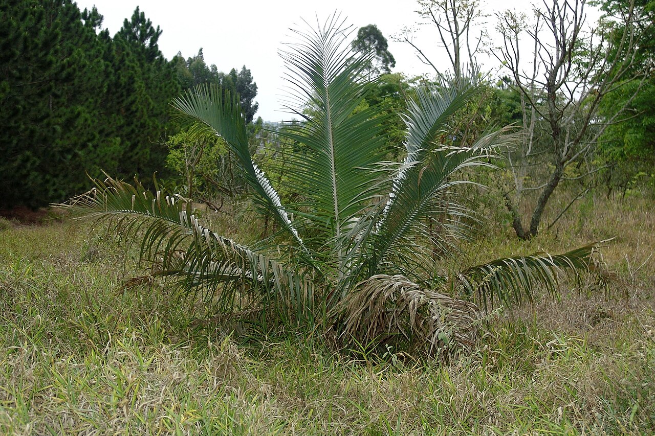 Attalea humilis (Attalea humilis)