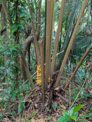 Attalea humilis (Attalea humilis)