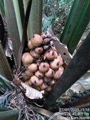 Attalea humilis (Attalea humilis)