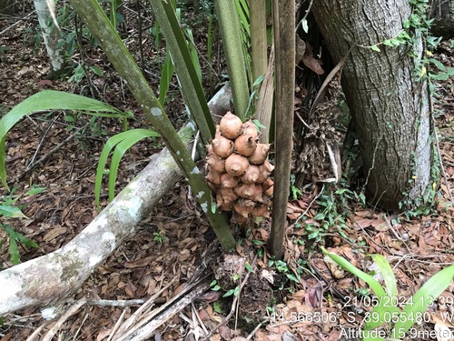 Attalea humilis (Attalea humilis)