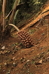 Attalea humilis (Attalea humilis)