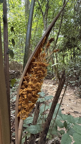 Attalea humilis (Attalea humilis)