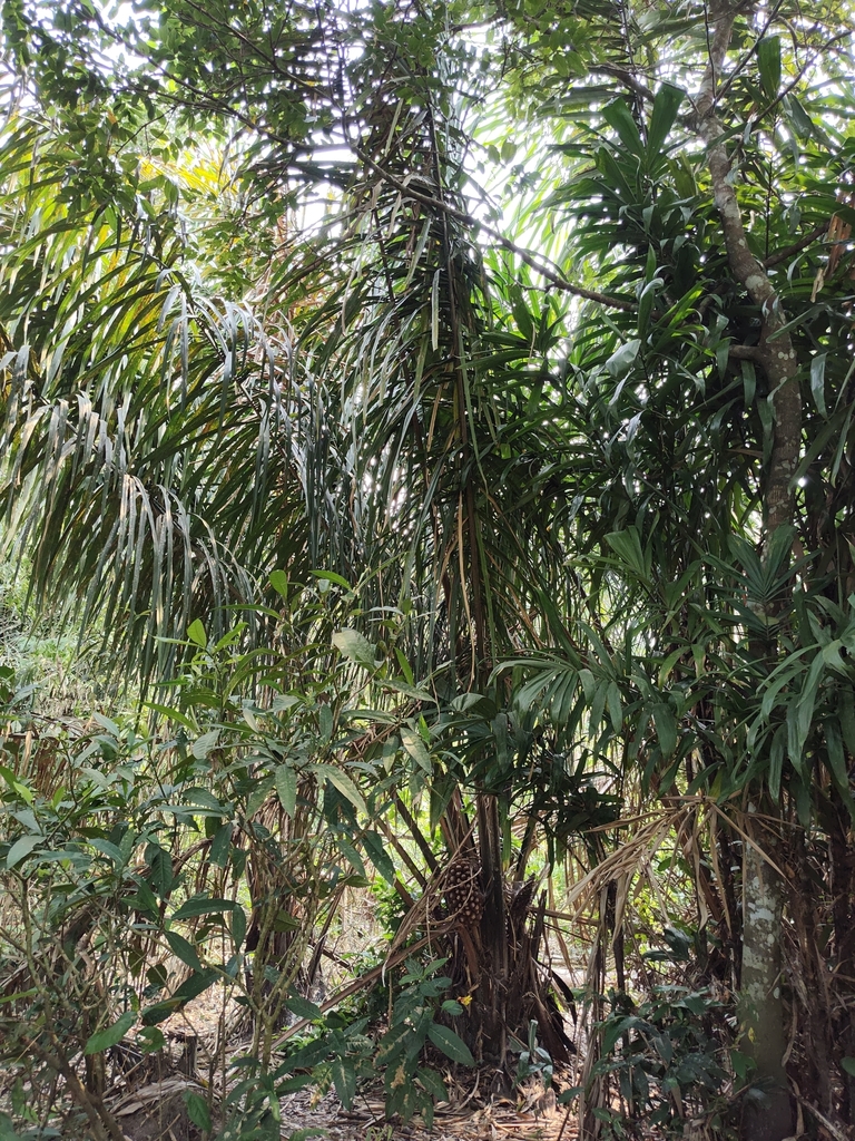 Attalea insignis (Attalea insignis)