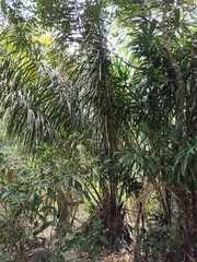 Attalea insignis (Attalea insignis)