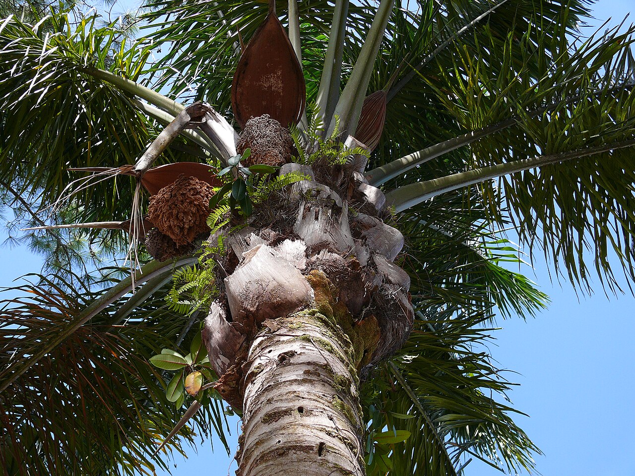Anaja: Attalea maripa in Kourou, French Guiana (Amazonia). Photo taken by Arria Belli on 27 October 2006.