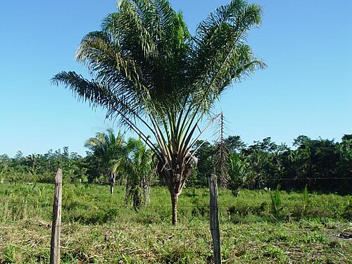 Anaja: Attalea maripa in Turiaçu, Maranhao state, Brazil