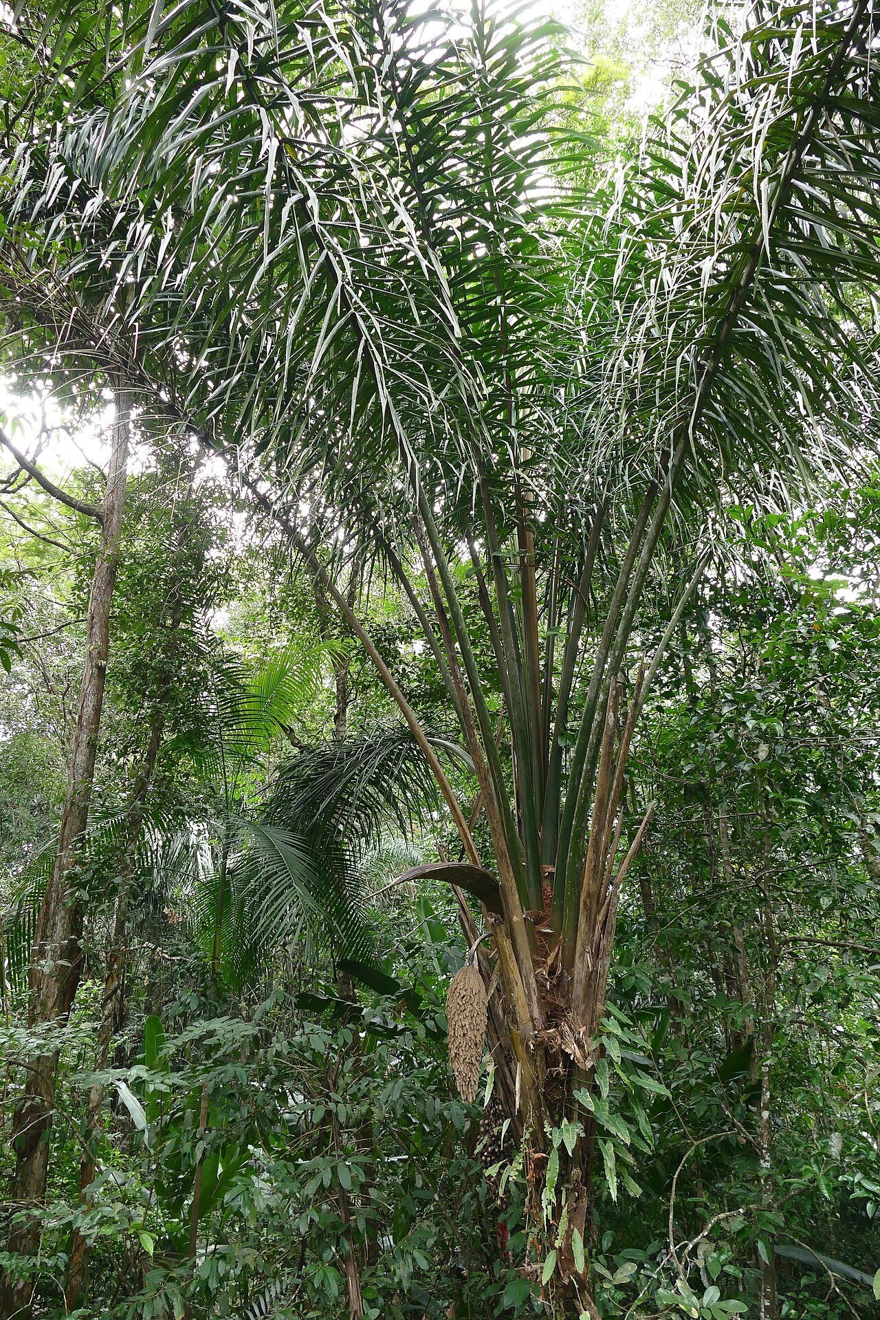 Anaja: Zoo de Guyane, Macouria, French Guyana, FRANCE