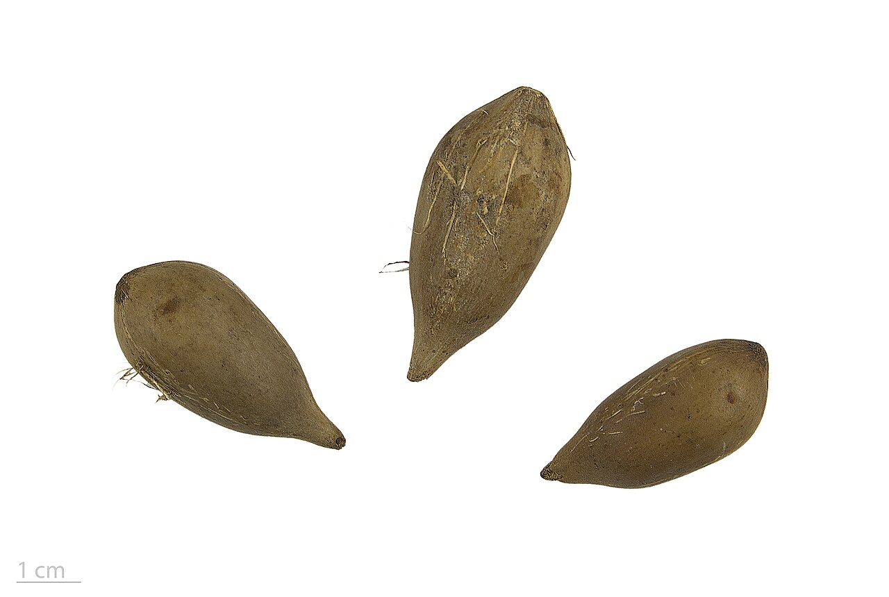 Anaja: Attalea maripa , maripa palm, seeds
