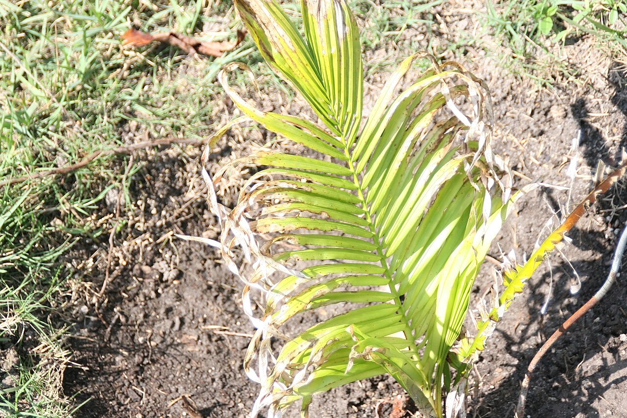 Anaja: Location taken: Fairchild Tropical Botanic Garden, Miami, FL USA. Names: Attalea maripa (Aubl.) Mart., American Oil Palm, Anaja, Ba Xi Zong Lü, Cucurite Palm, C