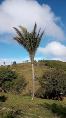 Andai palm (Attalea oleifera)