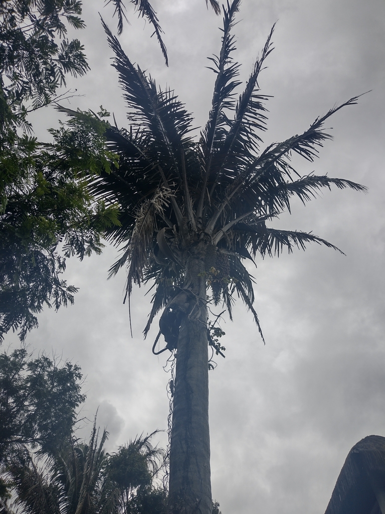 Andai palm (Attalea oleifera)