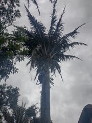 Andai palm (Attalea oleifera)