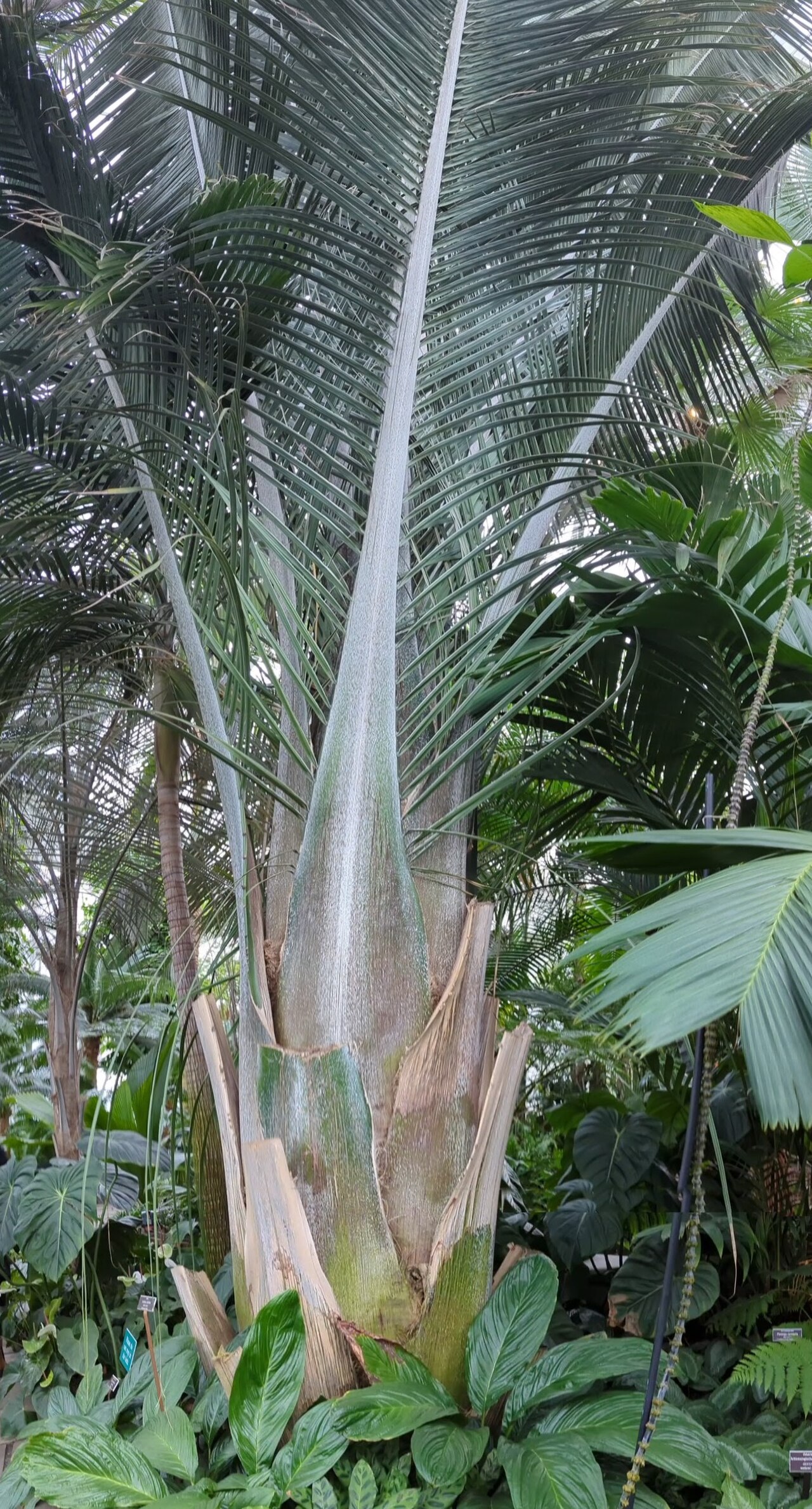 Andai palm: Attalea oleifera specimen in the New York Botanical Gardens