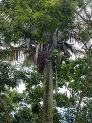 Andai palm (Attalea oleifera)