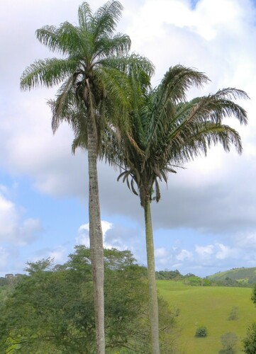 Andai palm (Attalea oleifera)