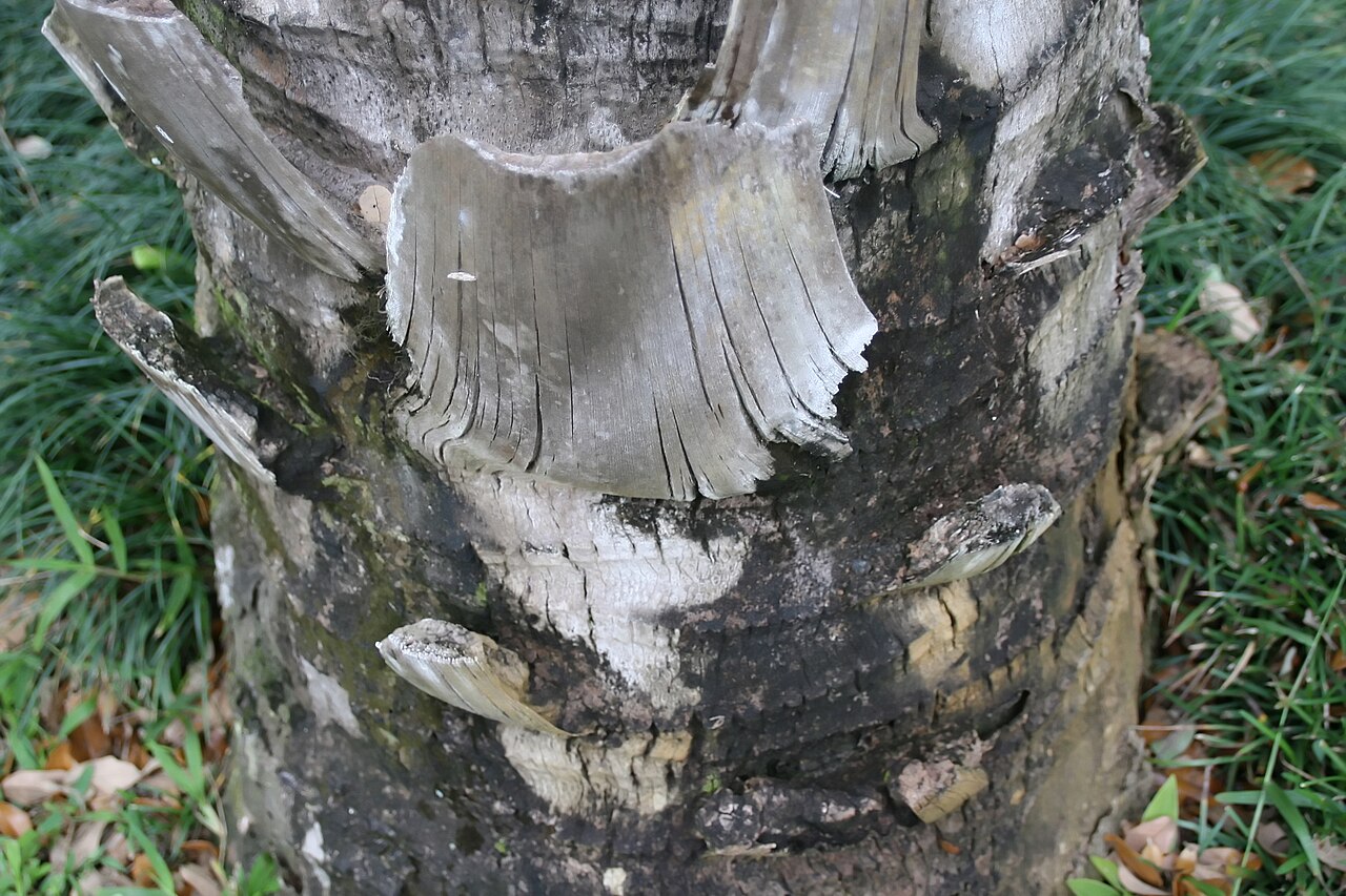 Urucuri palm: Location taken: Fairchild Tropical Botanic Garden, Miami, FL USA. Names: Attalea phalerata Mart. ex Spreng., Cachinó, Gindo, Motacu, Urucurí (Brazil), Urucuri P