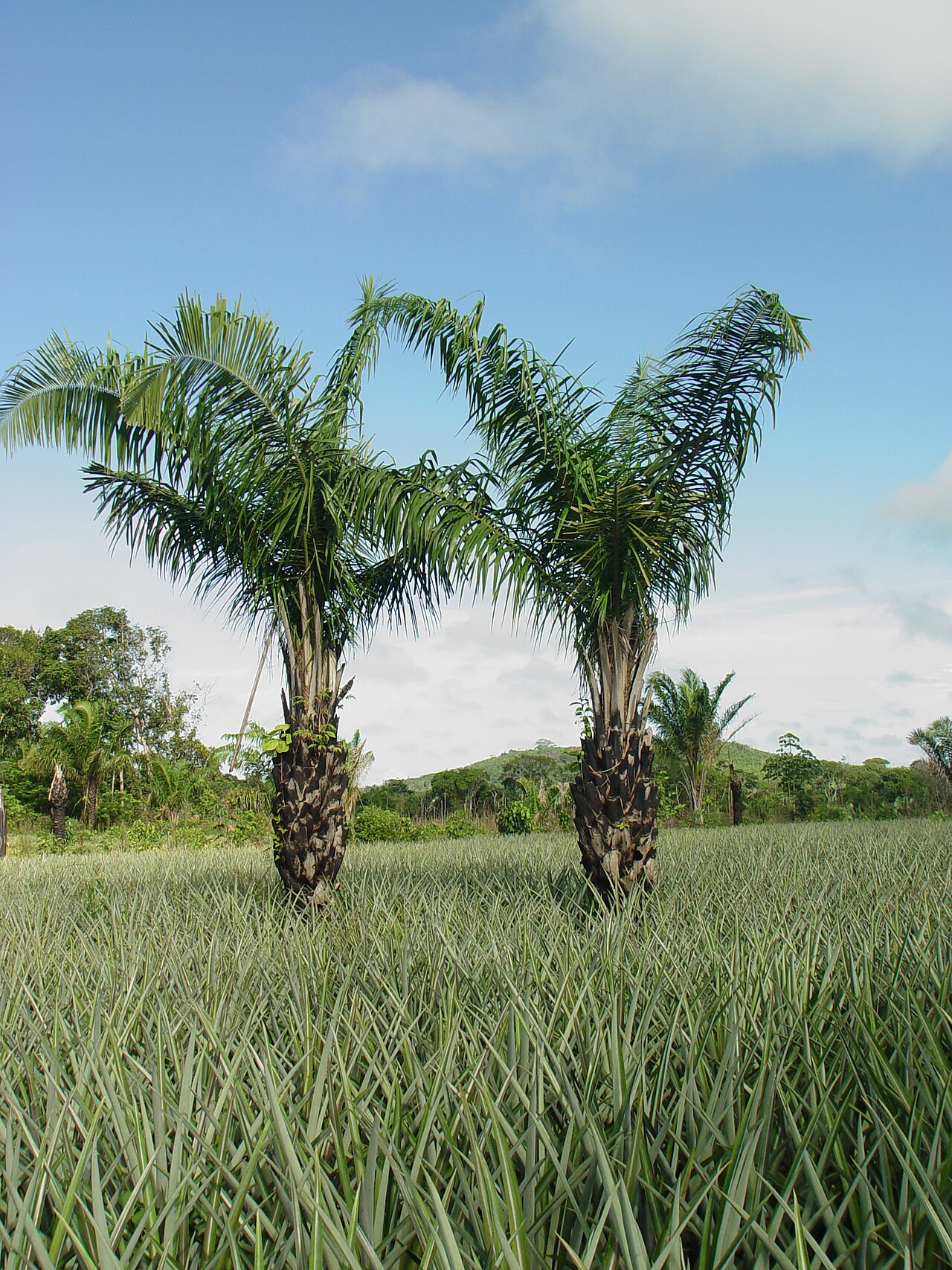 Urucuri palm: Attalea phalerata in pineapple plantation in Turiaçu, Maranhão state, Brazil
