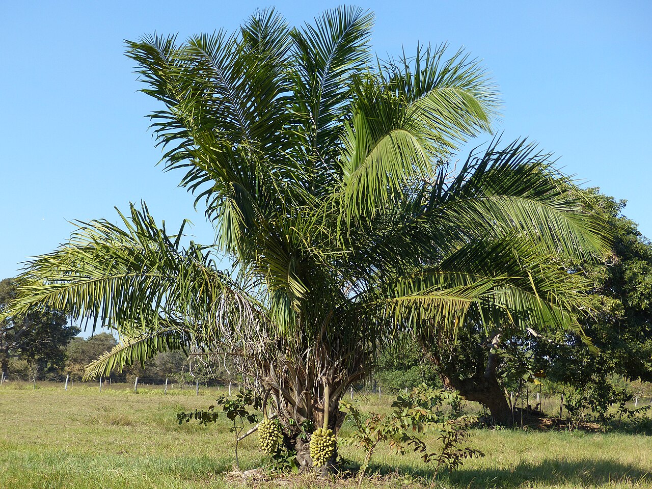 Urucuri palm: Transpantaneira, Poconé, Mato Grosso, BRAZIL