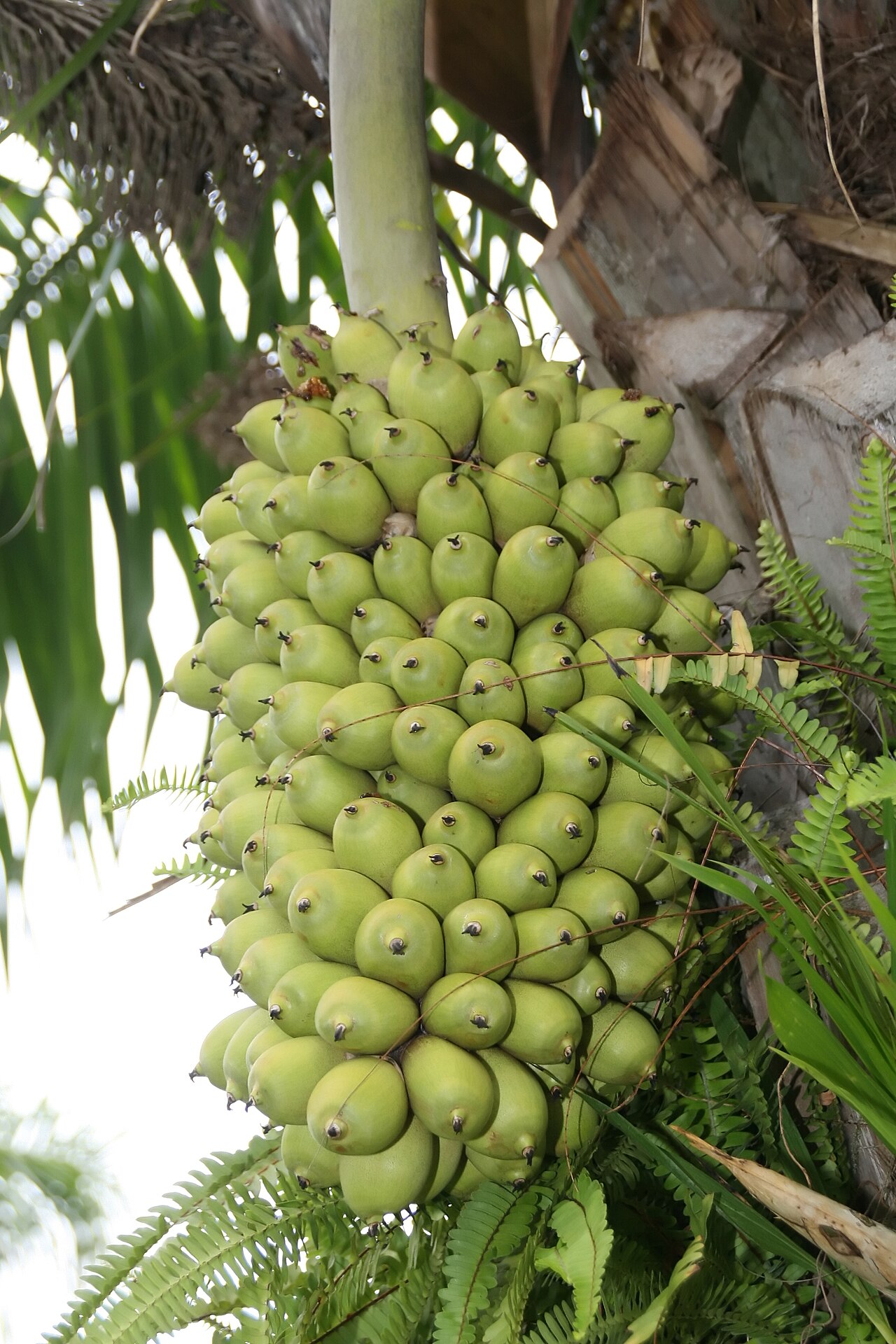 Urucuri palm: Location taken: Fairchild Tropical Botanic Garden, Miami, FL USA. Names: Attalea phalerata Mart. ex Spreng., Cachinó, Gindo, Motacu, Urucurí (Brazil), Urucuri P